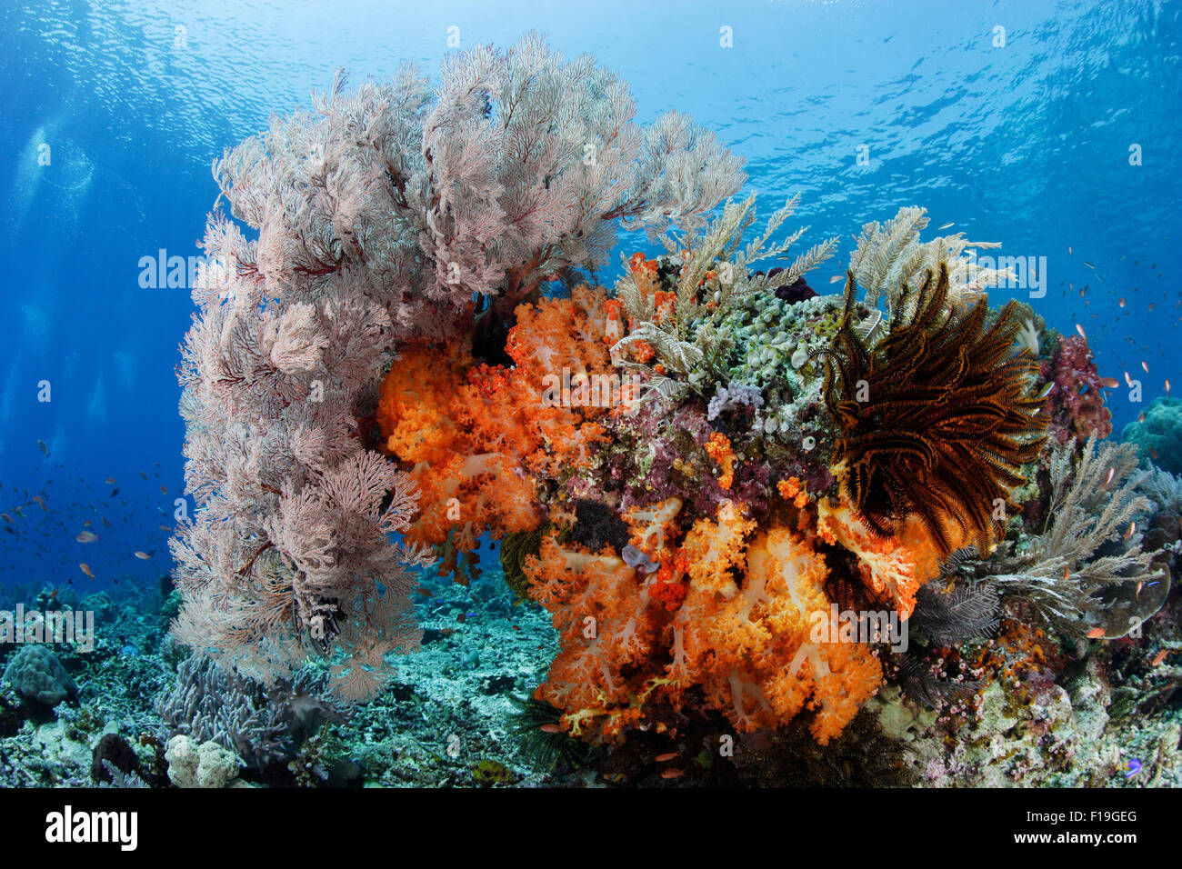px0186-D. bunte Bommie auf Riff, Weichkorallen, Gorgonien, Seelilien und Hydrozoen drapiert. Indonesien, tropischen Pazifik O Stockfoto