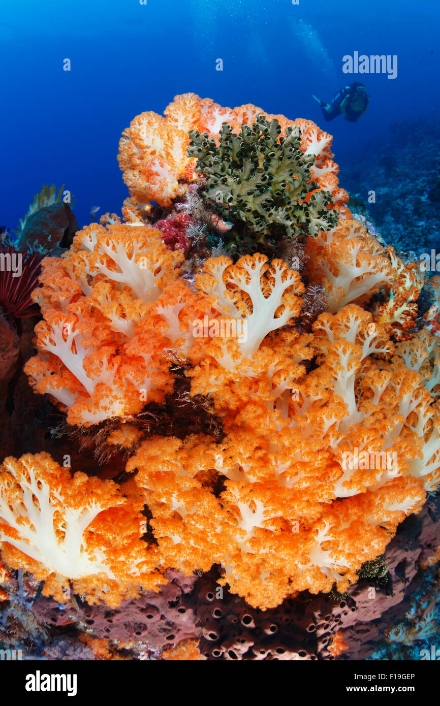 px0228-D. auf Strom gefegt Riffen gedeihen Weichkorallen (Dendronephthya SP.). Indonesien, tropischen Pazifik. Foto Copyright © B Stockfoto