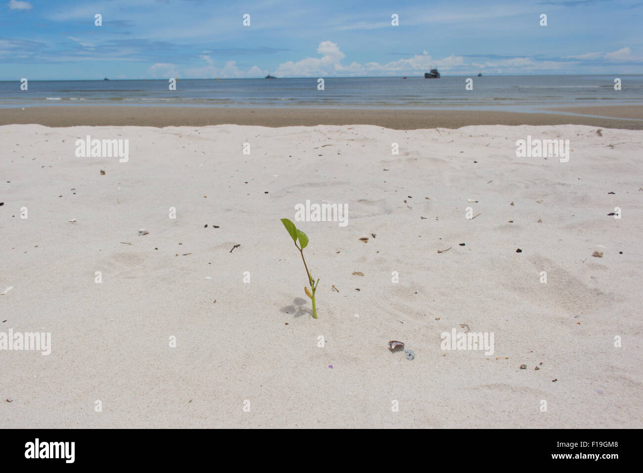 Grüne Pflanze am Sandstrand mit Meer Hintergrund Stockfoto