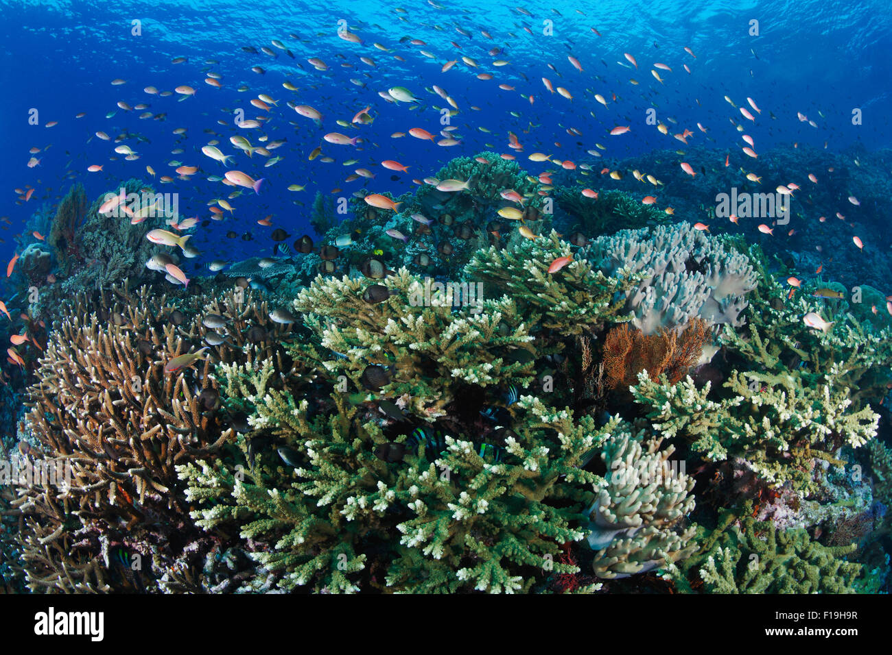 px0665-D. Gesunden Korallenriff voller Leben. Anthias (Pseudanthias spp.) Fütterung in der aktuellen über verzweigte Steinkorallen eine Stockfoto