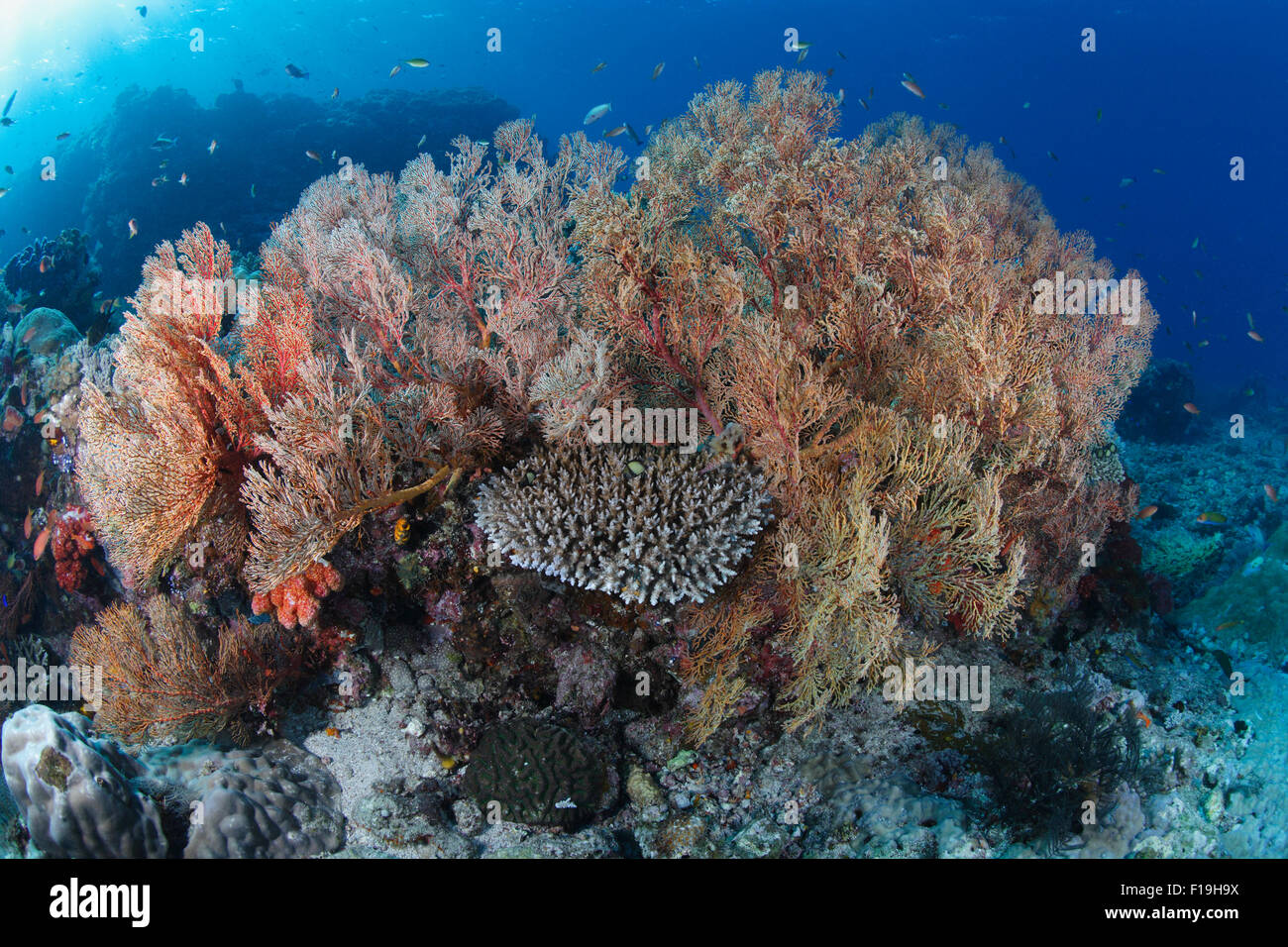 px0668-D. Gorgonien (Melithaea sp.). Indonesien, tropischen Pazifik. Foto Copyright © Brandon Cole. Alle Rechte vorbehalten weltweit Stockfoto