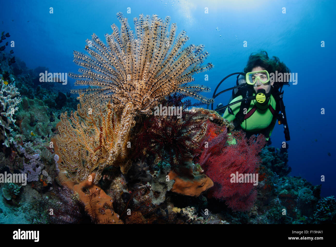 PX0786-D. Scuba Diver (Modell freigegeben) bewundert reichen Wirbellosen Wachstum auf dem Korallenriff, einschließlich eine beinlose Feather Star (Com Stockfoto