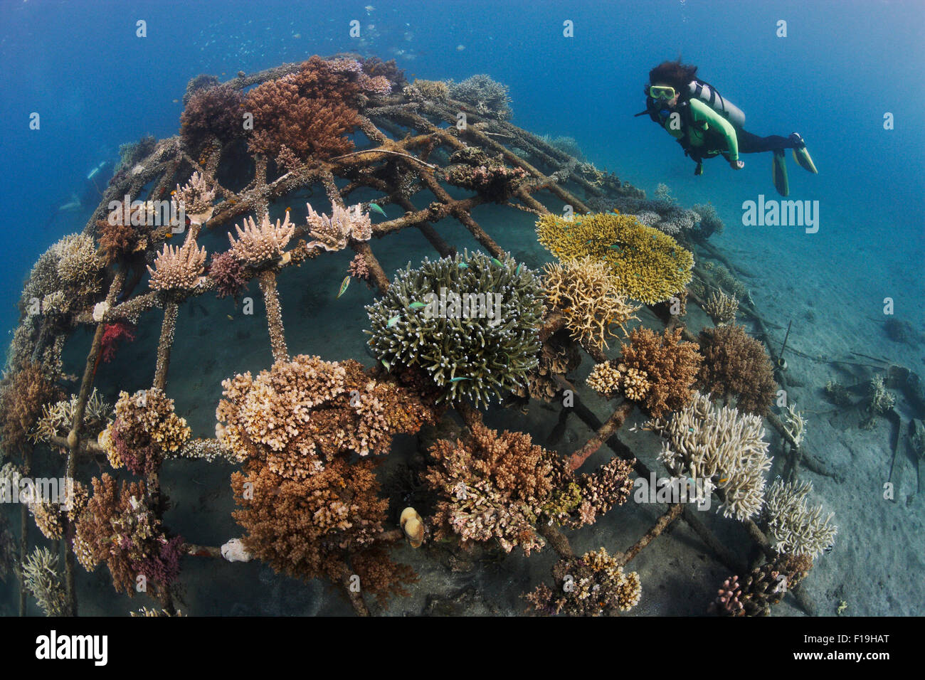 px1299-D. Ein künstliches Riff in Permuteran Bucht auf der Insel Bali in Indonesien. Die vom Menschen verursachten Metall Bio Rock(tm) Riff Struktur Stockfoto