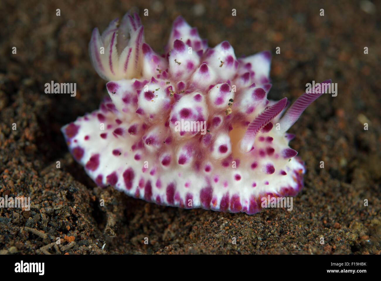 px8484-D. Nacktschnecke (Mexichromis Multituberculata). Indonesien, tropischen Pazifik. Foto Copyright © Brandon Cole. Alle righ Stockfoto