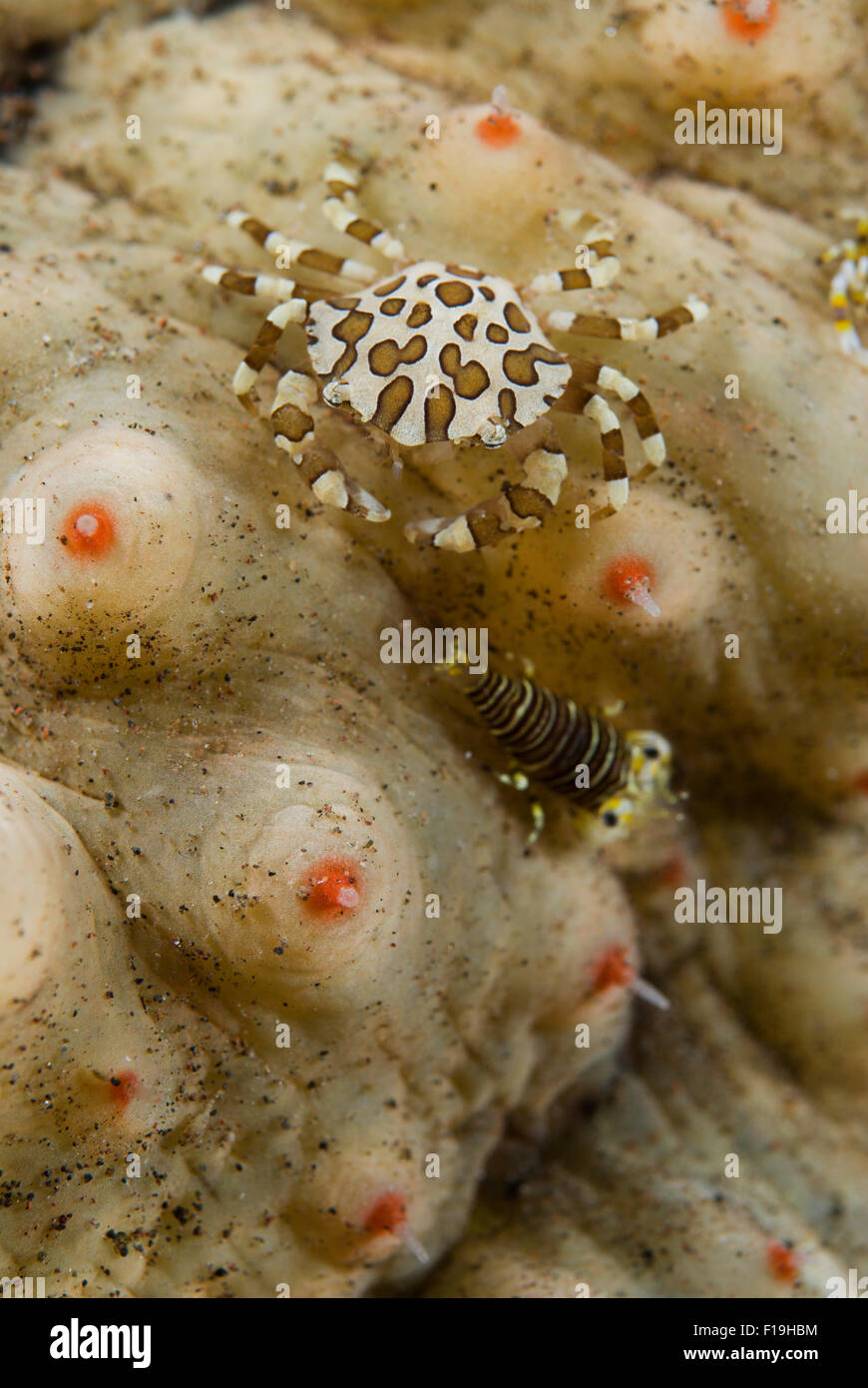 px8563-D. Harlekin Krabbe (Lissocarcinus Orbicularis) und Hummel Garnelen (Gnathophyllum Americanum) sind Kommensalen, Leben in s Stockfoto