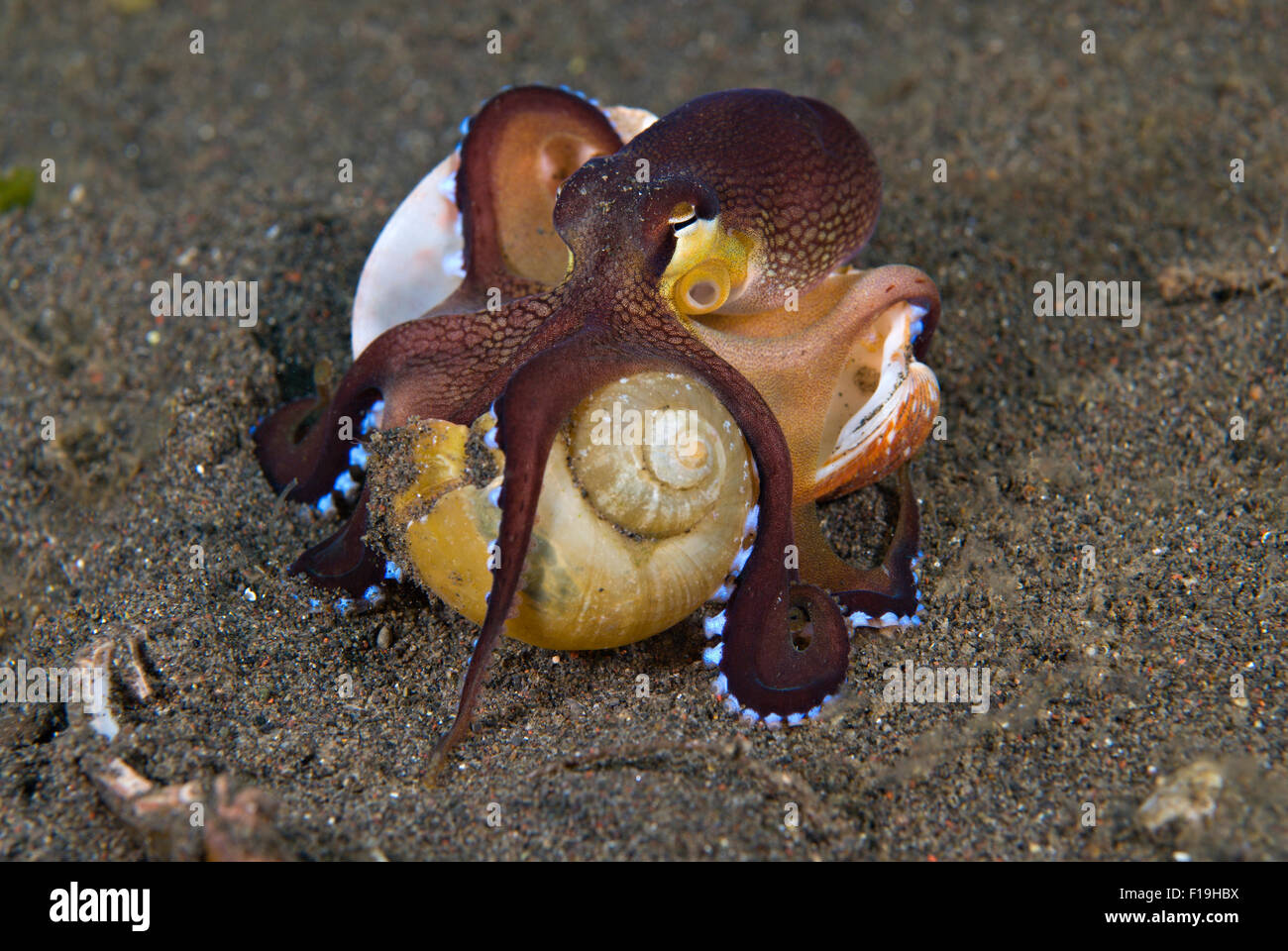 px8640-D. Eine juvenile Veined Octopus (Amphioctopus Marginatus) spazieren tragen leere Schneckenhäuser, wonach es für verbirgt Stockfoto