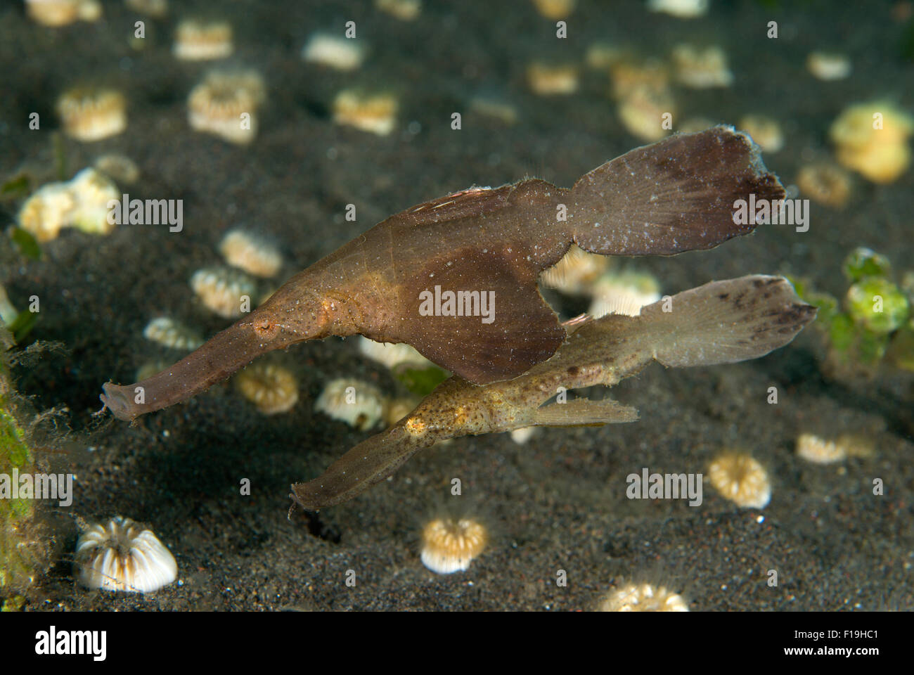 px8656-D. Robuste Geisterpfeifenfische (Solenostoma Cyanopterus). paar, große Weibchen über kleinere Männchen unten gedeckt. Indonesien, Tropic Stockfoto