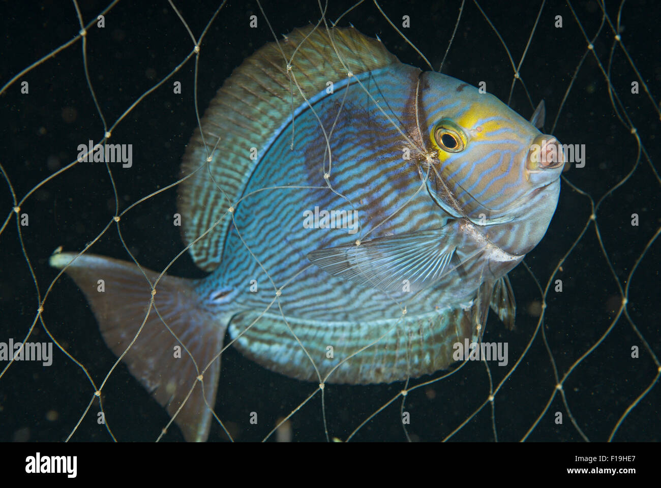 px520355-D. Yellowmask Doktorfisch (Acanthurus Mata), im Fischernetz gefangen. Indonesien, tropischen Pazifik. Foto-Copyright Stockfoto