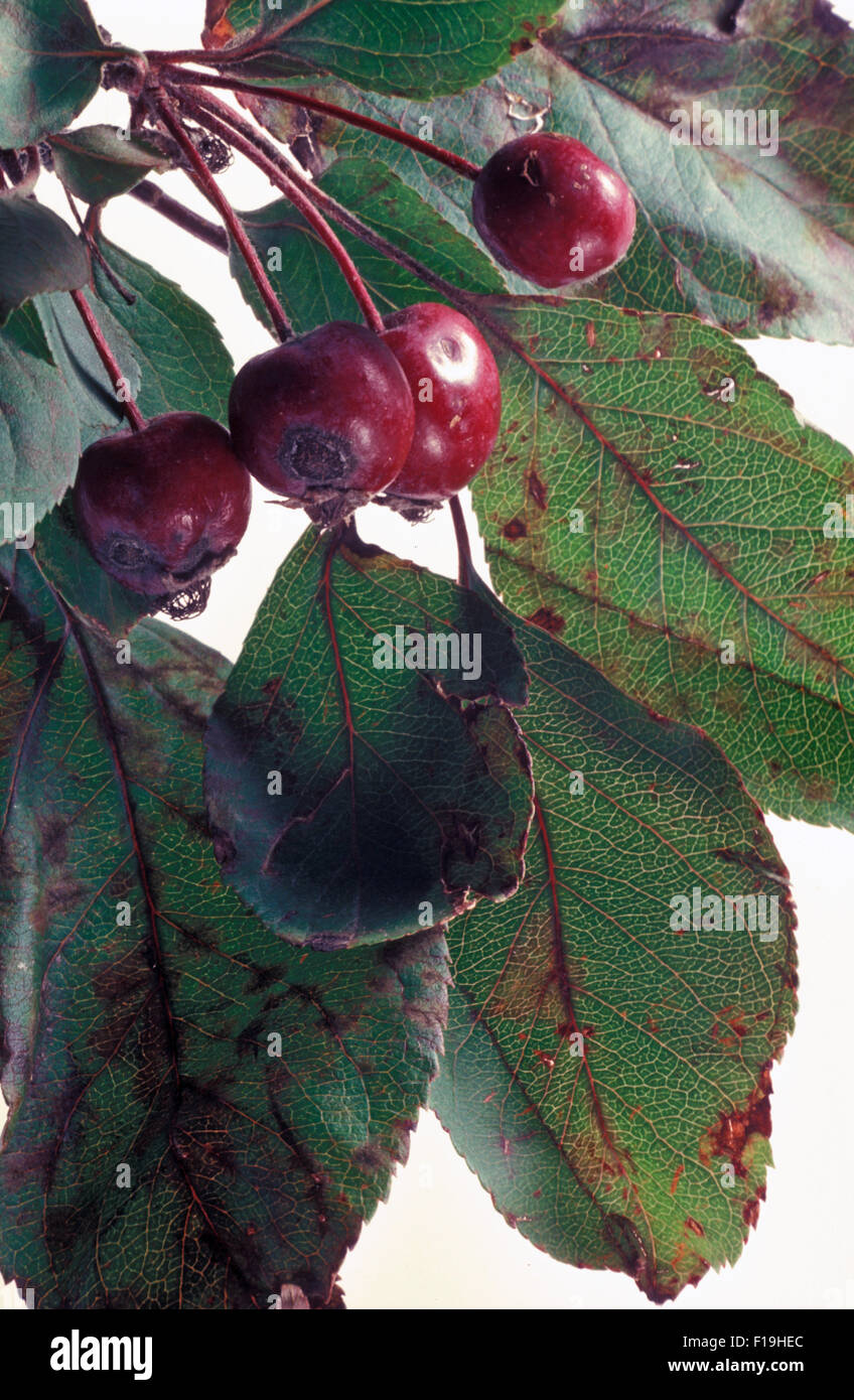 APPLE SCAB SYMPTOME (VENTURIA INAEQUALIS) auf Crab Apple Tree (auch bekannt als schwarzer Fleck) Stockfoto