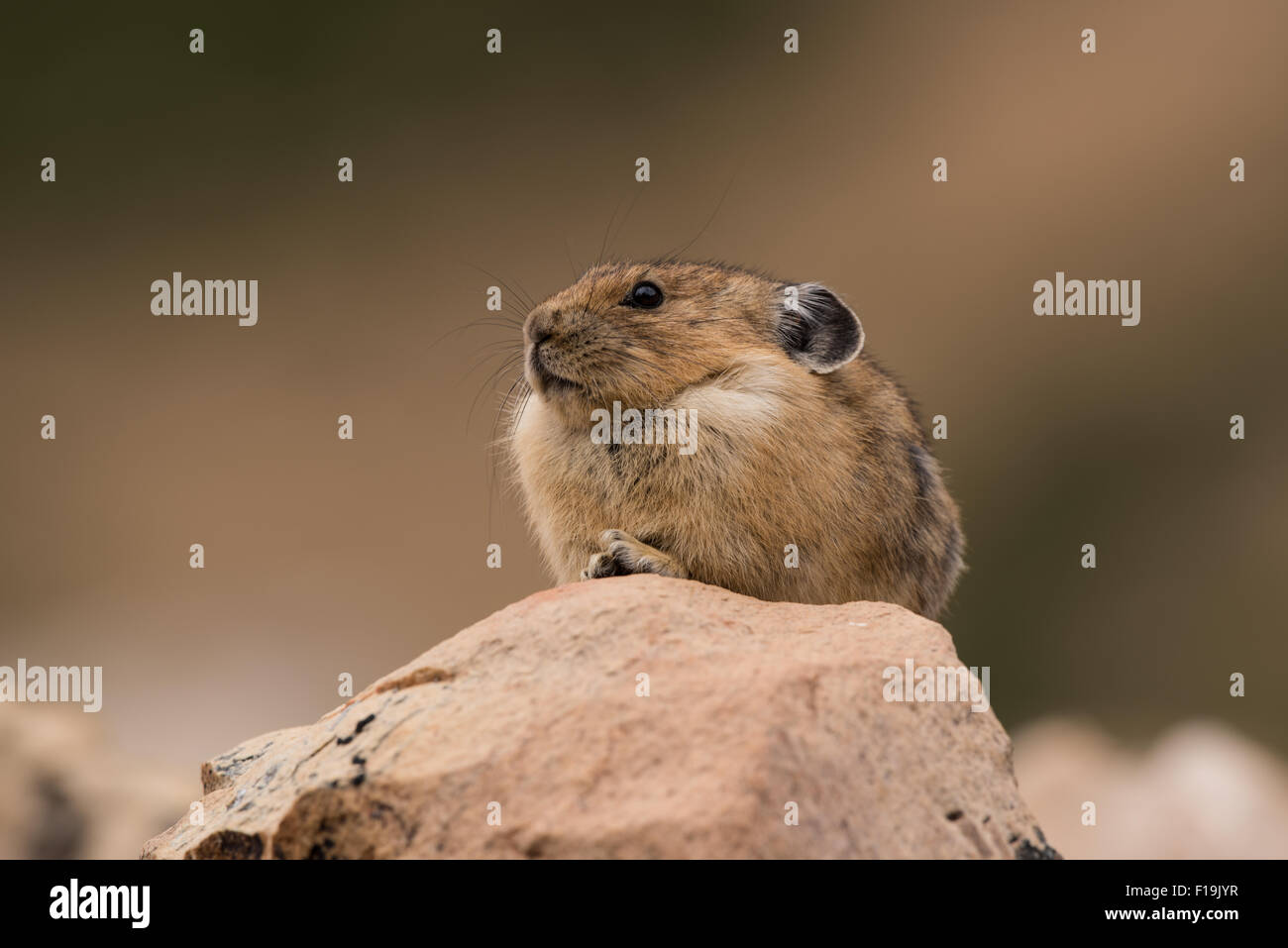 Amerikanische Pika auf einem Felsen, Uinta Mountains, Utah Stockfoto