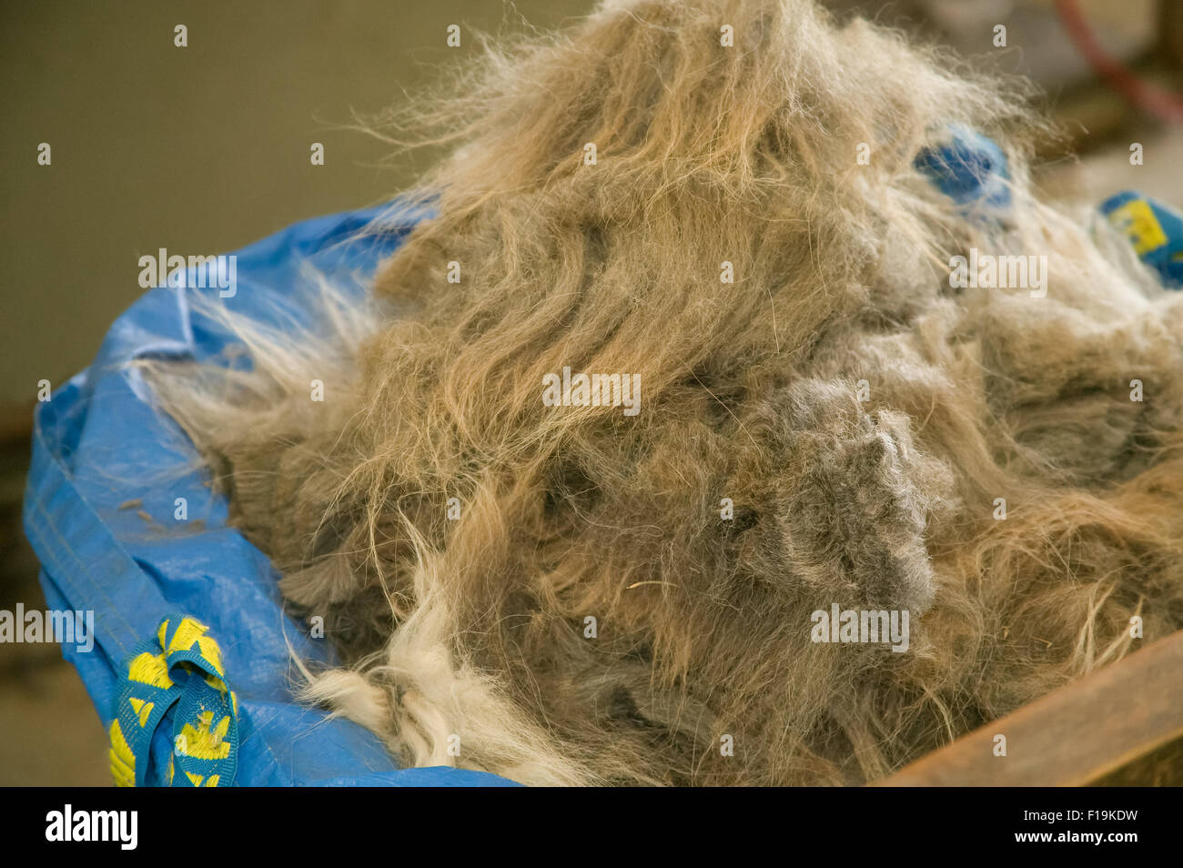 Haufen von Lama Hals und Bein Faser in einem Container auf einer Farm in der Nähe von Issaquah, Washington, USA Stockfoto