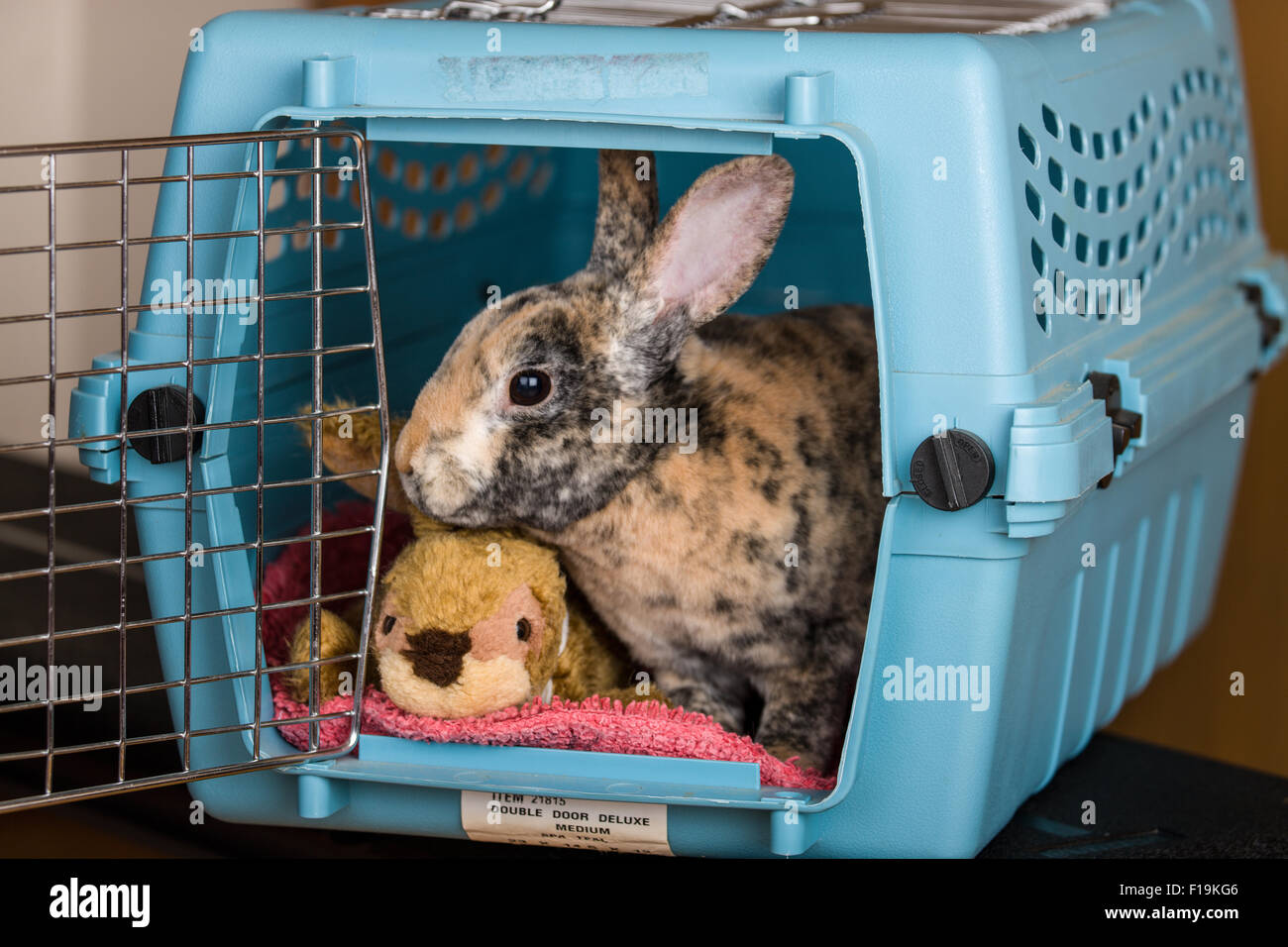 Harlekin Mini Rex Haustier Kaninchen in eine Transportbox.   Kaninchen sollten in einem gut ausgebauten Transportbox zum Tierarzt Reisen. Stockfoto