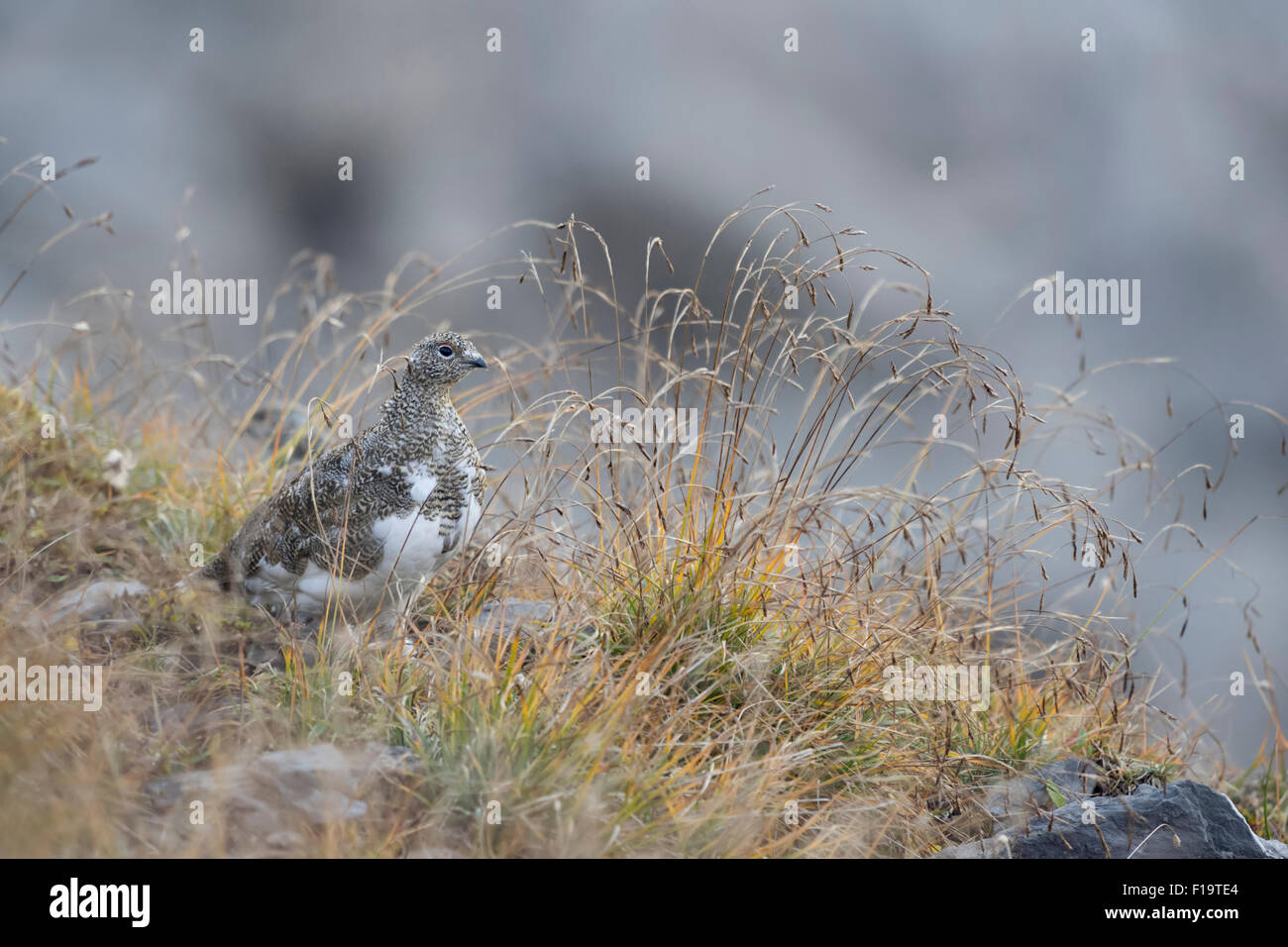 Lagopus Muta / Alpenschneehuhn / Alpenschneehuhn im natürlichen Lebensraum. Stockfoto