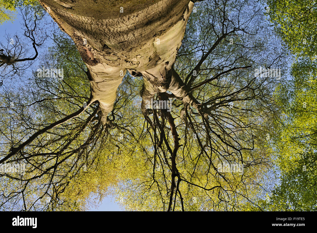 Sehr alte Fagus Sylvatica / Buche / Rotbuche wächst hoch oben in den blauen Himmel. Stockfoto