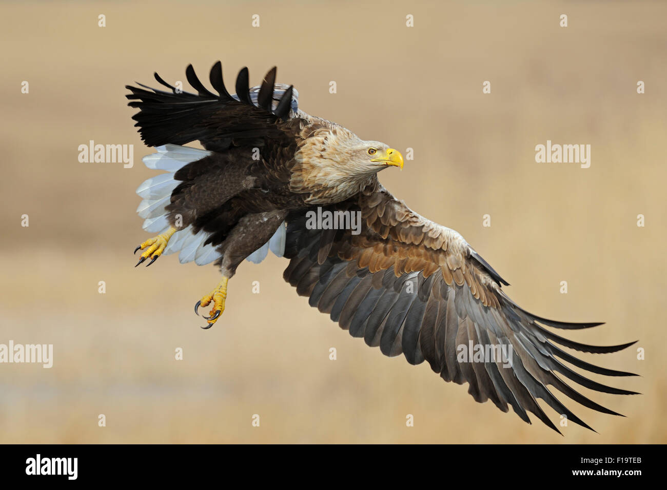 Leistungsstarke Haliaeetus Horste / Seeadler / Seeadler mit weit geöffneten Flügeln fliegen über Reed Grass in Feuchtgebieten. Stockfoto