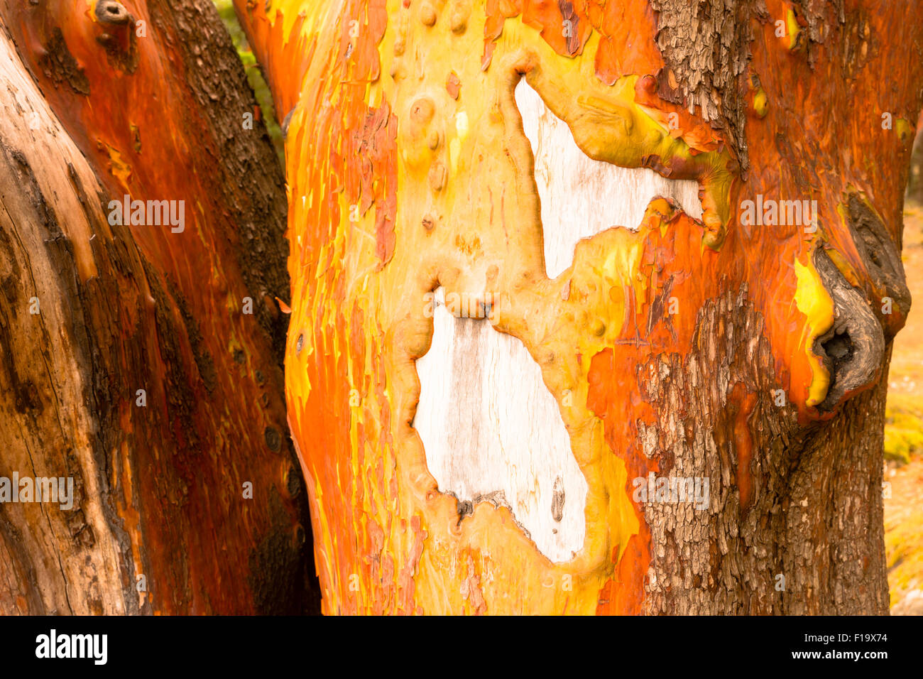 Tuchfühlung mit dem Madrona Baum und ihre Rinde Stockfoto