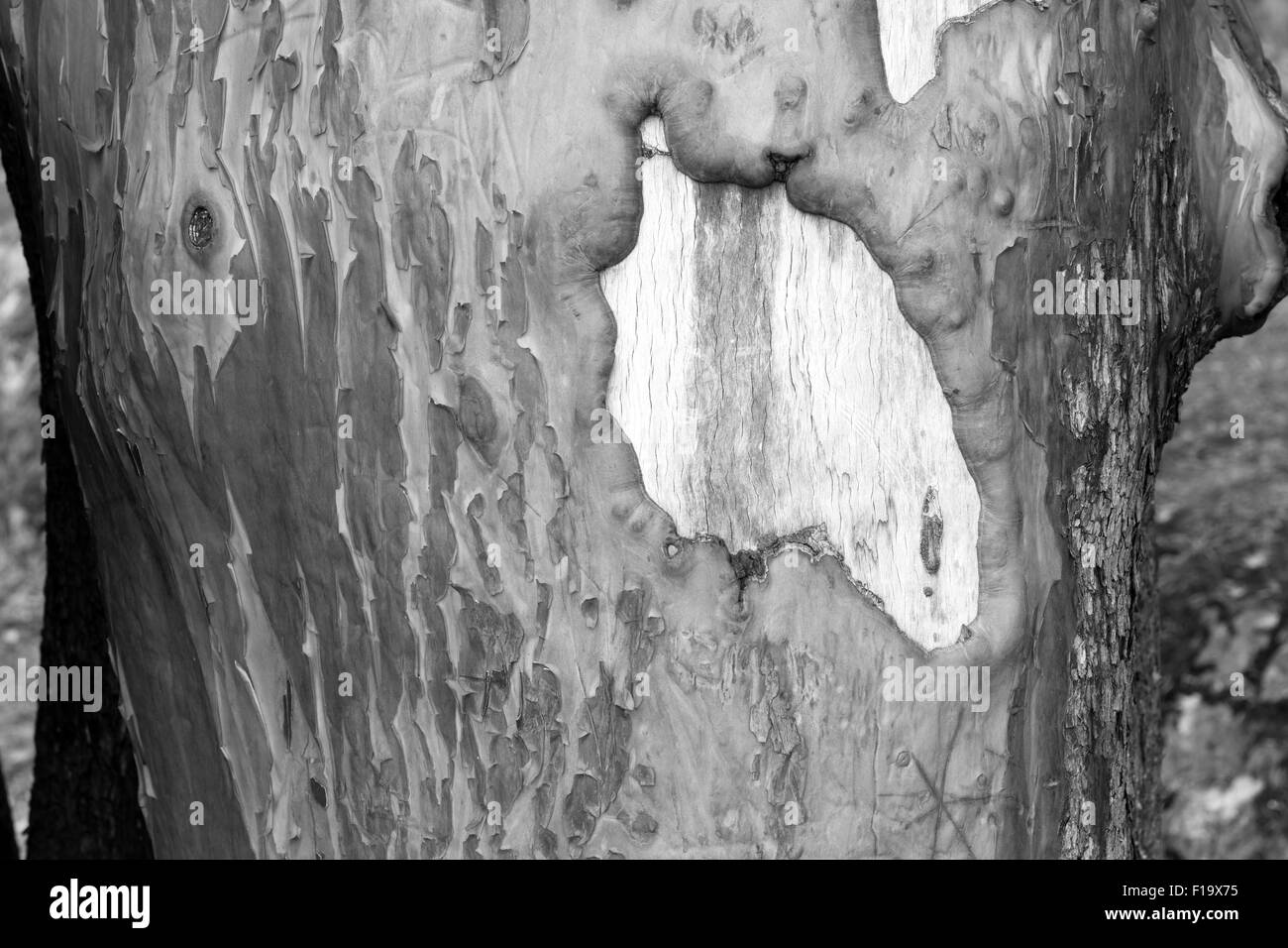 Tuchfühlung mit dem Madrona Baum und ihre Rinde Stockfoto