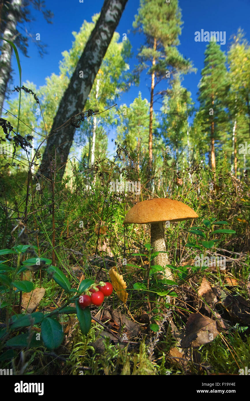 Orange Birch Bolete unter einer Birke Stockfoto