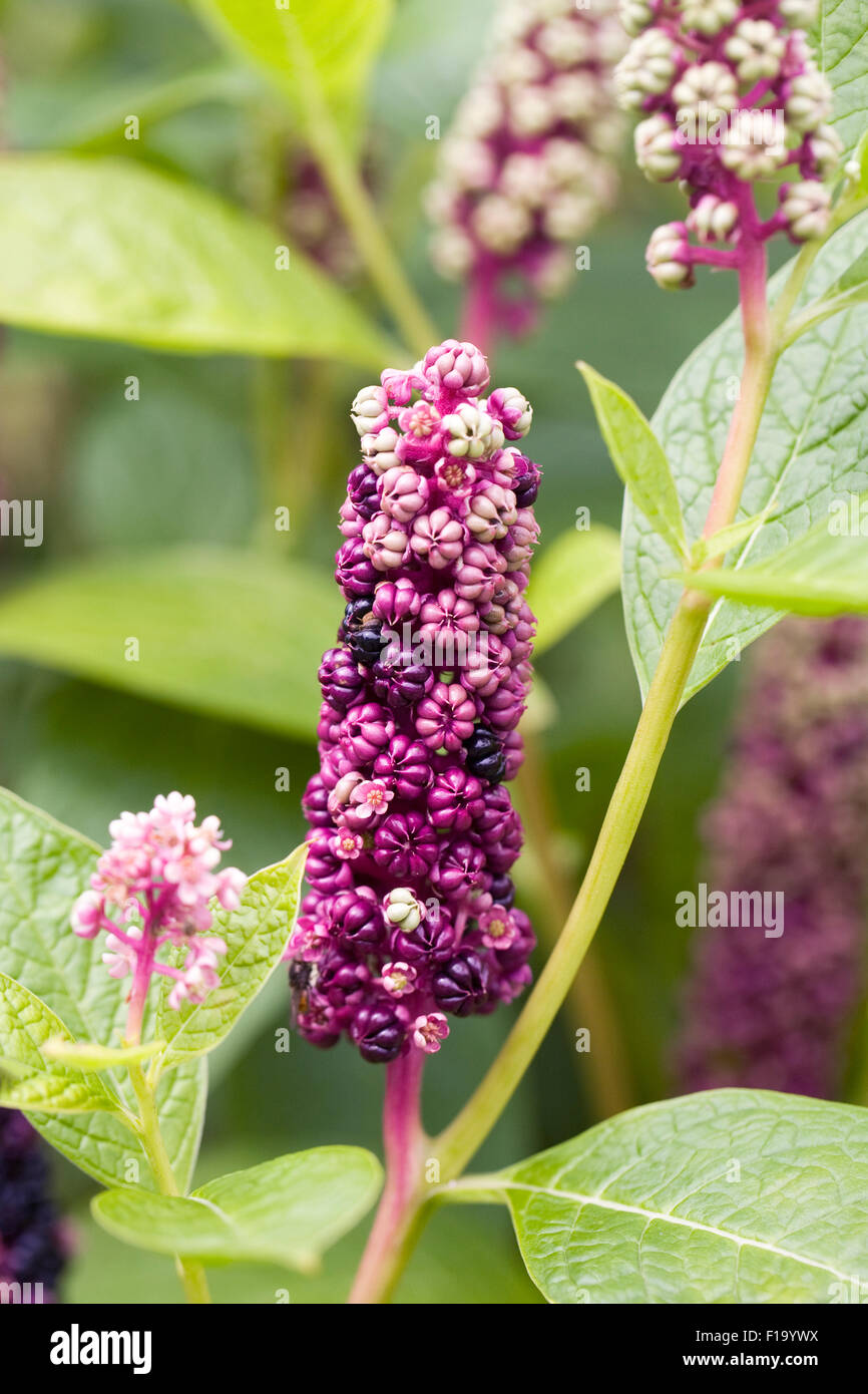 Phytolacca. Frankreich-Beeren. Stockfoto