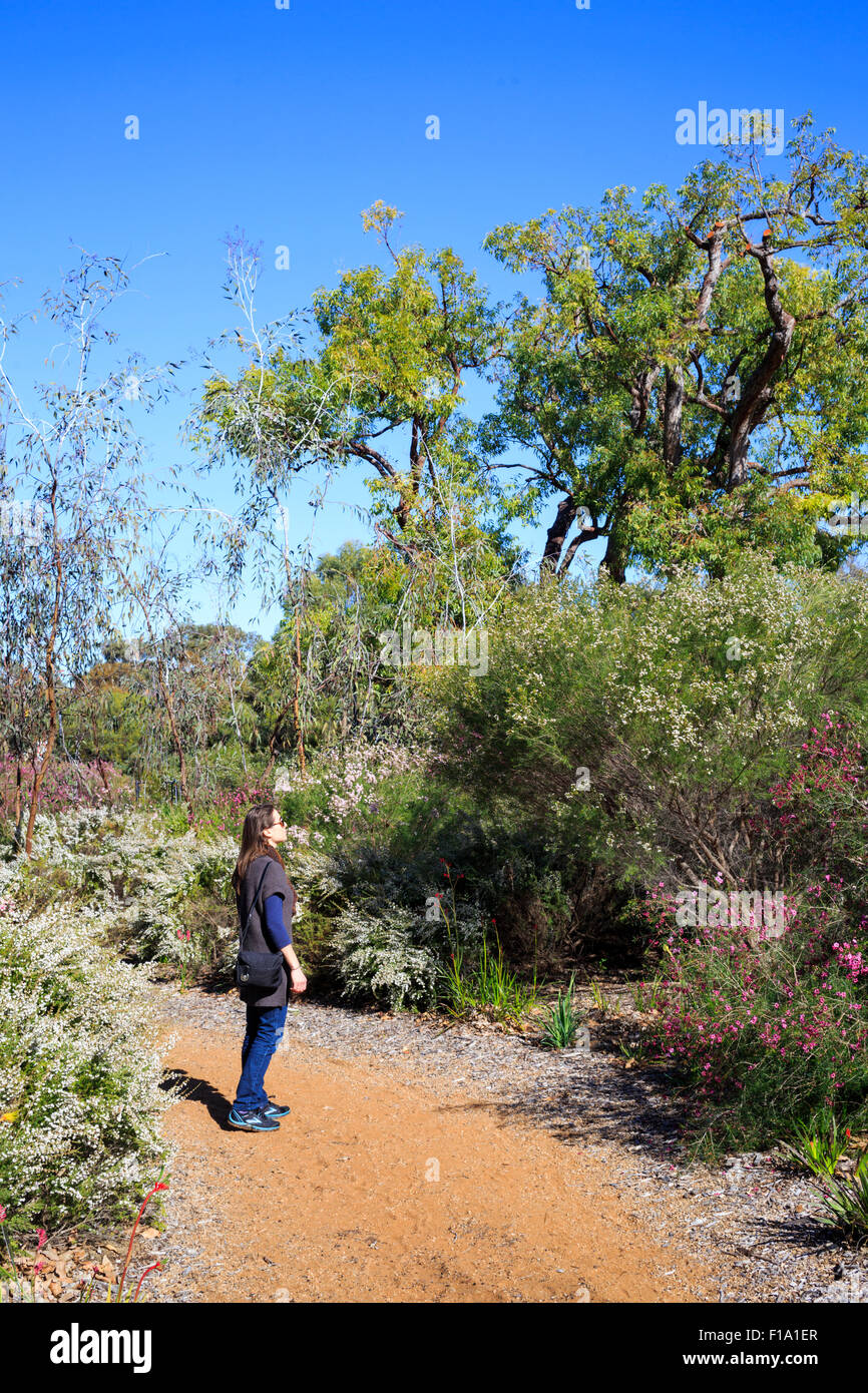 Eine Frau am Wildflower zeigt im Kings Park Botanical Gardens suchen Stockfoto