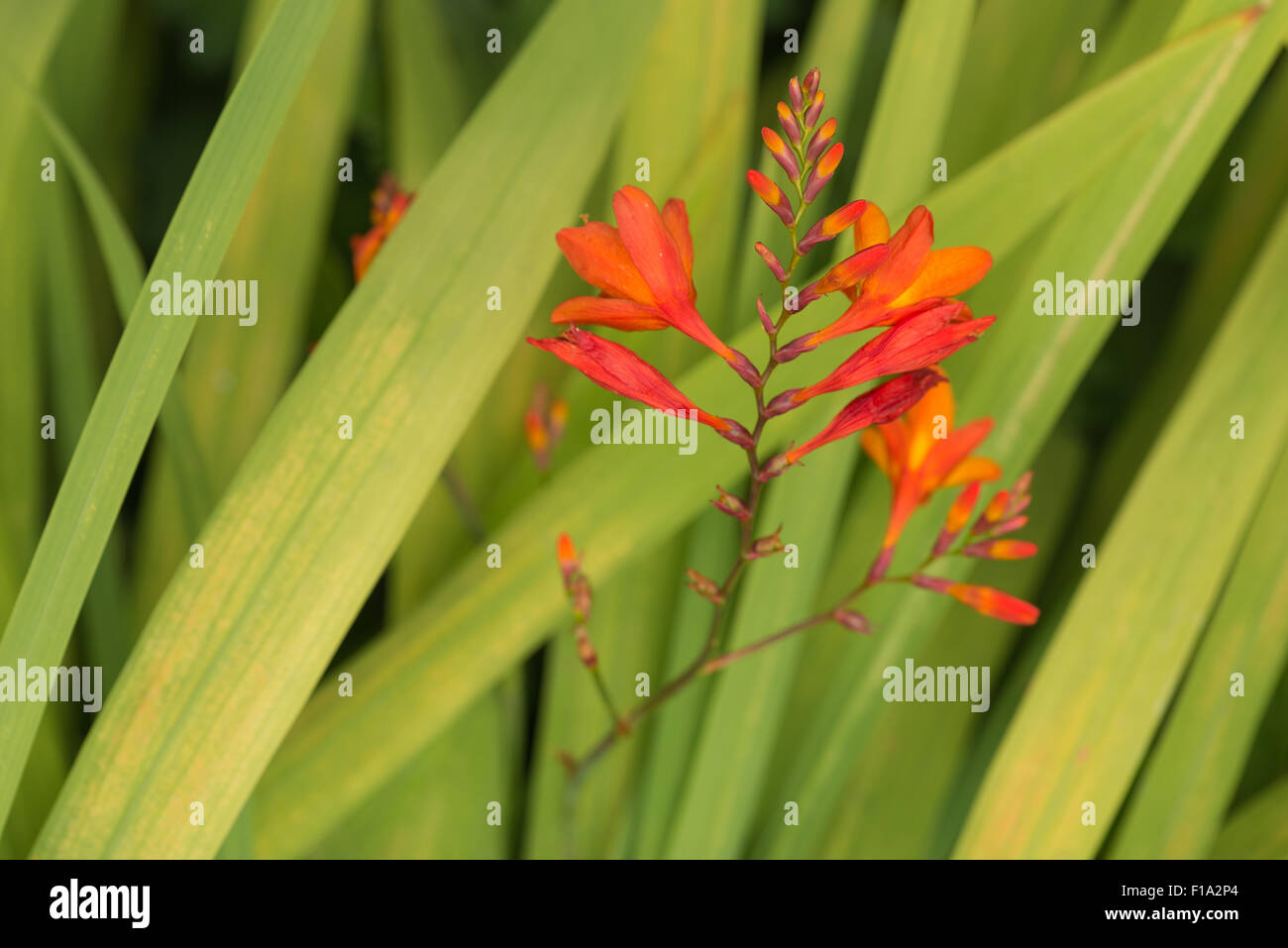 Crocosmia Gattung Iridaceae Coppertips Sternschnuppen Montbretia leuchtende orange Blüten gegen grüne schlanke Klinge hinterlässt Stockfoto