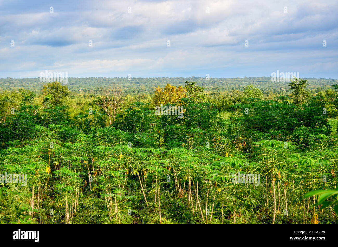 Natur von Benin Stockfoto