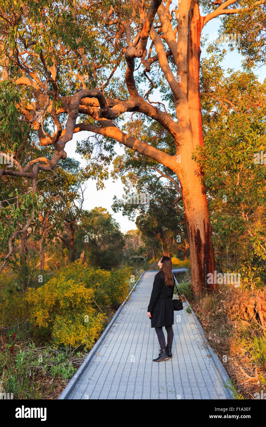 Eine Frau, ein Baum bis in den späten Nachmittag leuchtet von einem erhöhten Promenade im Kings Park. Stockfoto