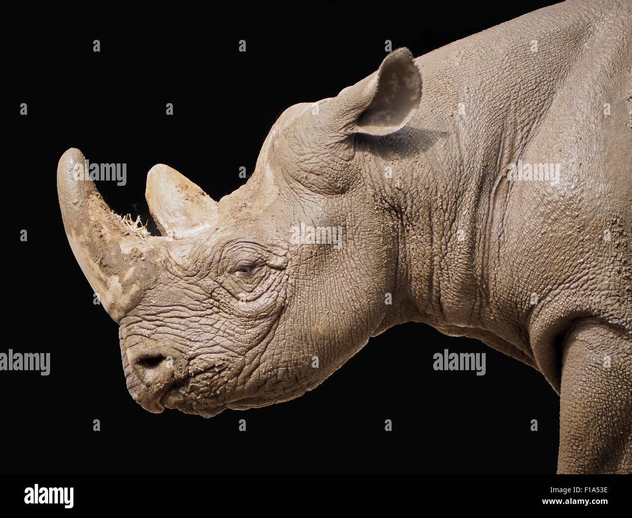 Schlamm bedeckt Rhinoceros Kopfseite Profil anzeigen mit dunklem Hintergrund. Stockfoto