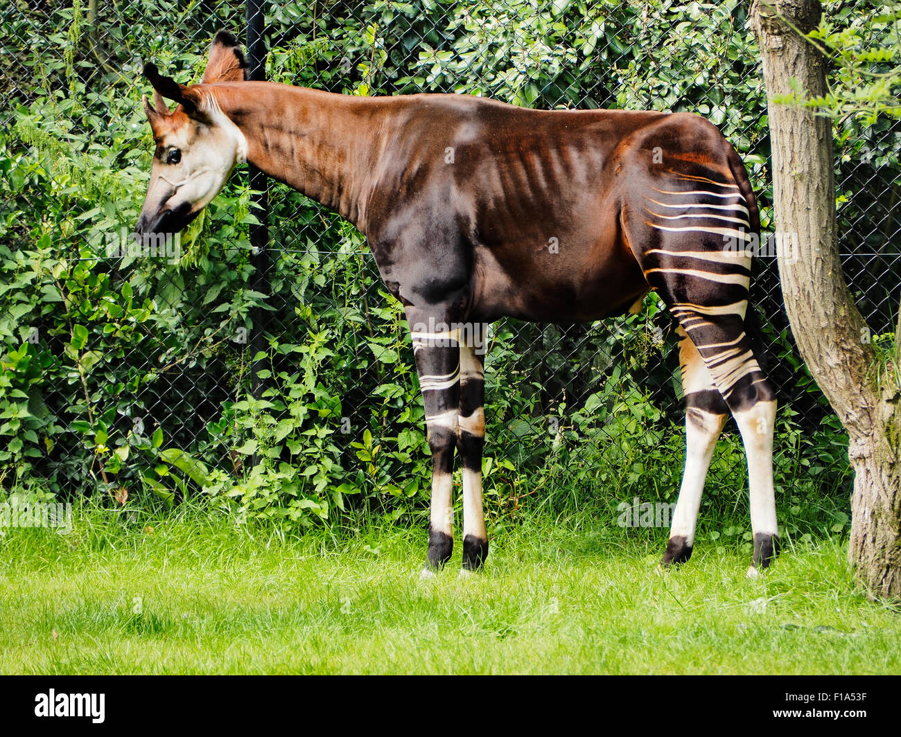 Okapi Seitenprofil anzeigen in Blijdorp Zoo Rotterdam, Niederlande Stockfoto