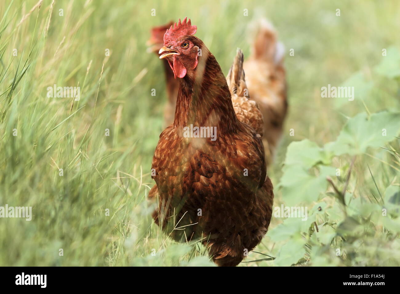 bunte Huhn läuft auf die Kamera in dem großen grünen Rasen Stockfoto