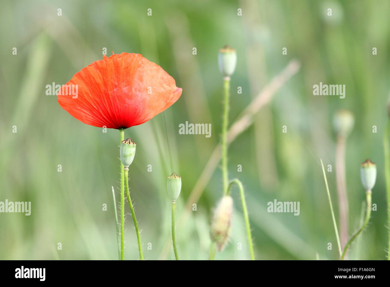 Roter Mohn im Feld, schöne wilde Sommerblume Stockfoto