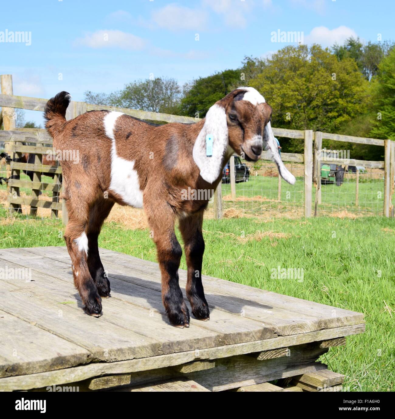 Anglo nubische ziege -Fotos und -Bildmaterial in hoher Auflösung – Alamy