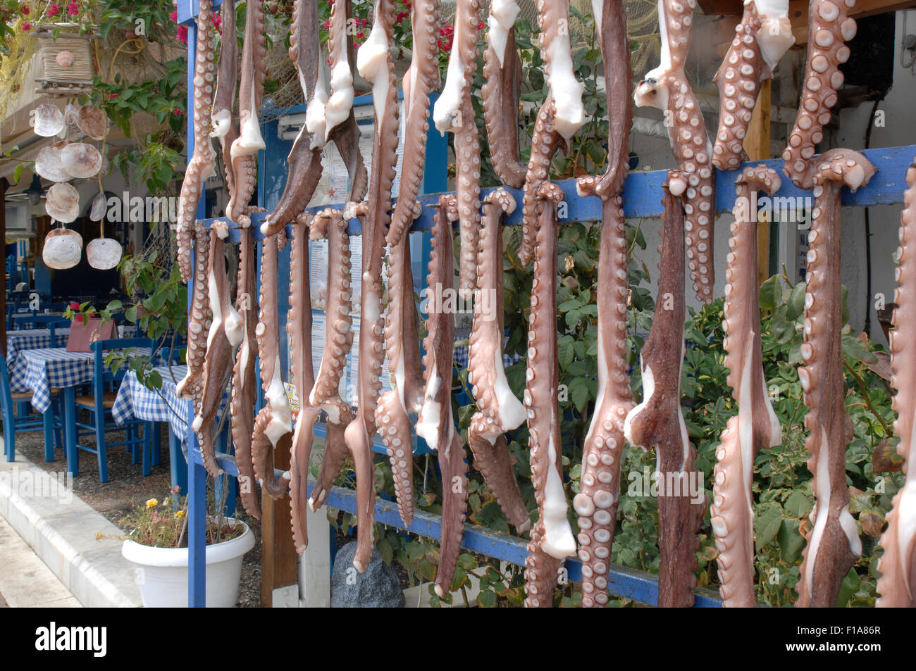 Oktopus hängen in einer Taverne in Skiathos Griechenland Stockfoto