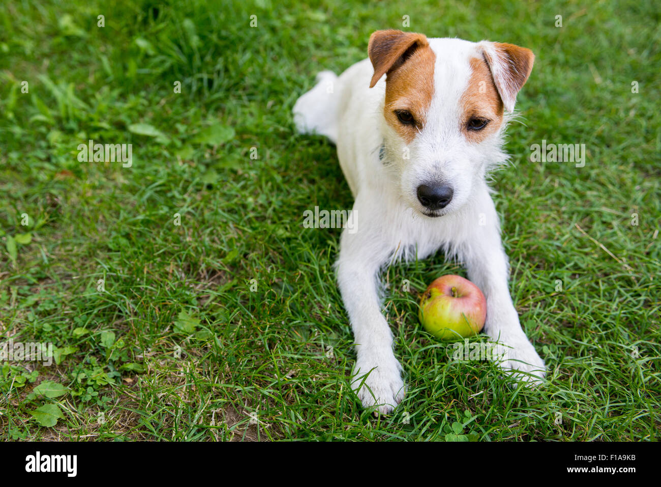 Jack Parson Russell Terrier Welpe Hund Haustier, tan rau beschichtet, draußen im Park während des Spielens mit Apple Spielzeug, Porträt, liegend Stockfoto