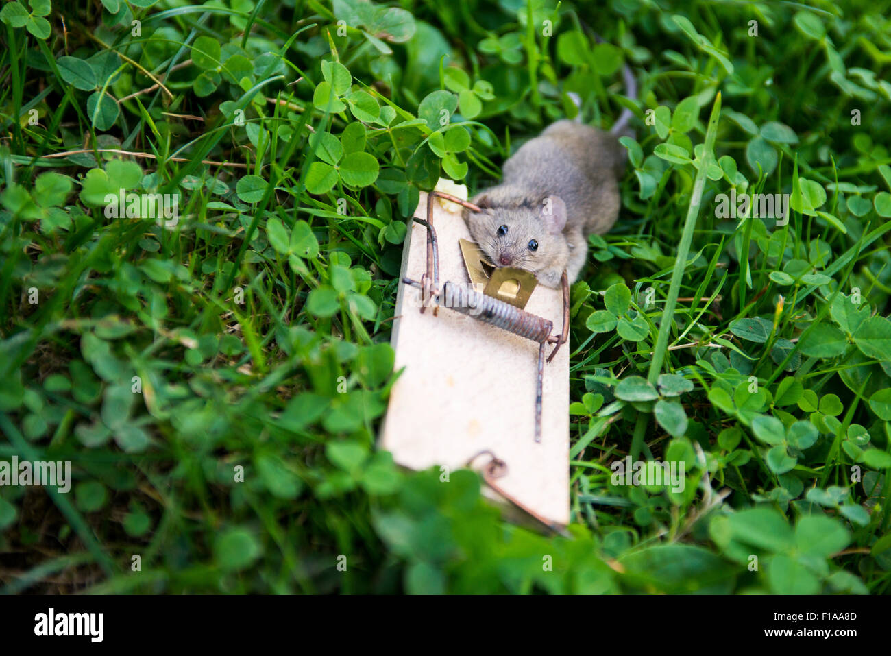 Totes Tier Maus in der Falle, auf grünem Rasen, Garten, Park, außerhalb liegende, Hinterhof, Sommer Stockfoto