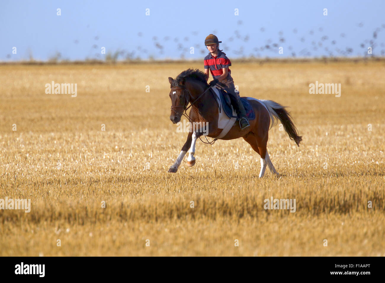 Ingelheim, Deutschland, fährt Mädchen auf ihrem Pony im Galopp über einem gemähten Feld Stockfoto