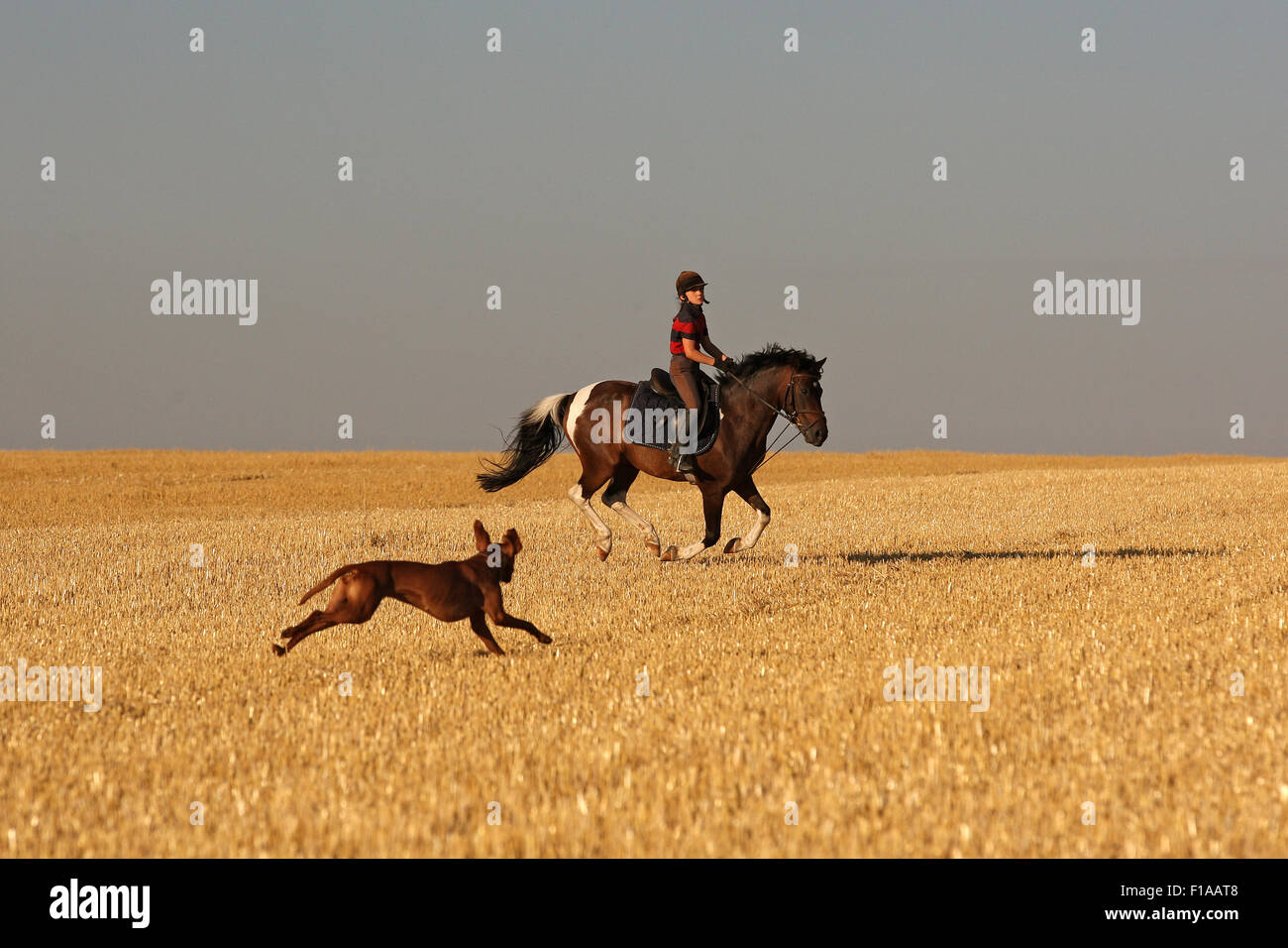 Ingelheim, Deutschland, Hund läuft über eine gemähte Feld auf ein Mädchen mit ihrem pony Stockfoto