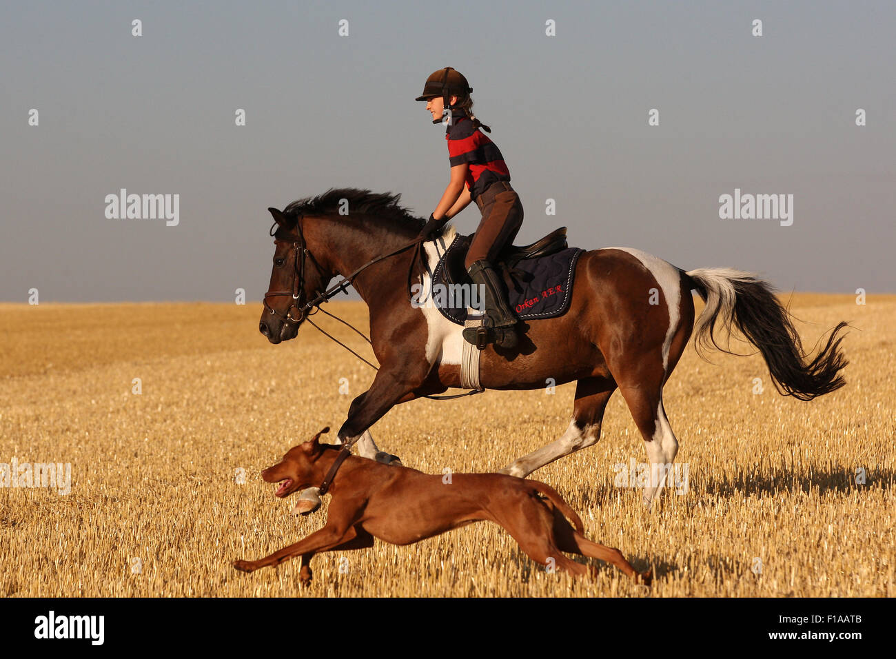 Ingelheim, Deutschland, fährt Mädchen auf einem Pony, begleitet von ihrem Hund für ein gemähten Feld Stockfoto