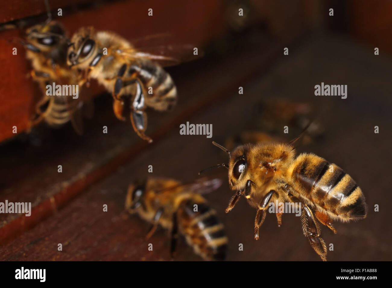 Berlin, Deutschland, Honigbiene nähert sich ihre Beute Stockfoto