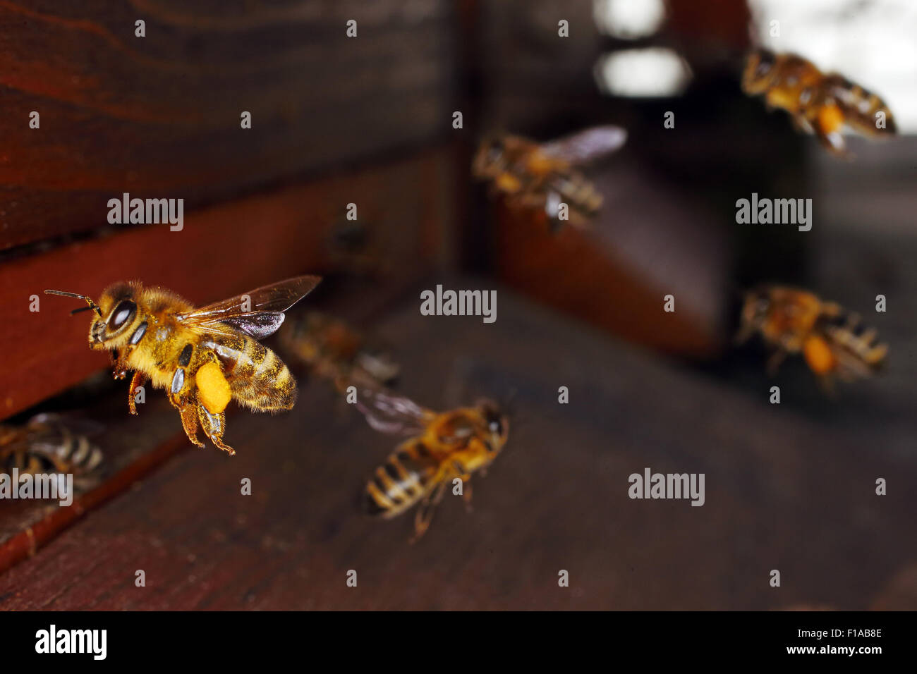 Berlin, Deutschland, Honigbiene mit Pollen am Bein nähert sich ihre Beute Stockfoto
