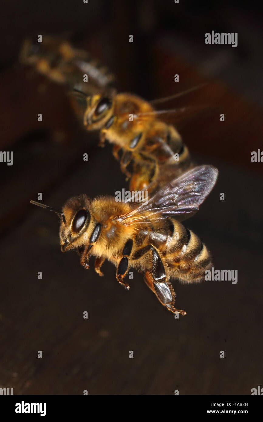Berlin, Deutschland, Honigbiene im Flug Stockfoto