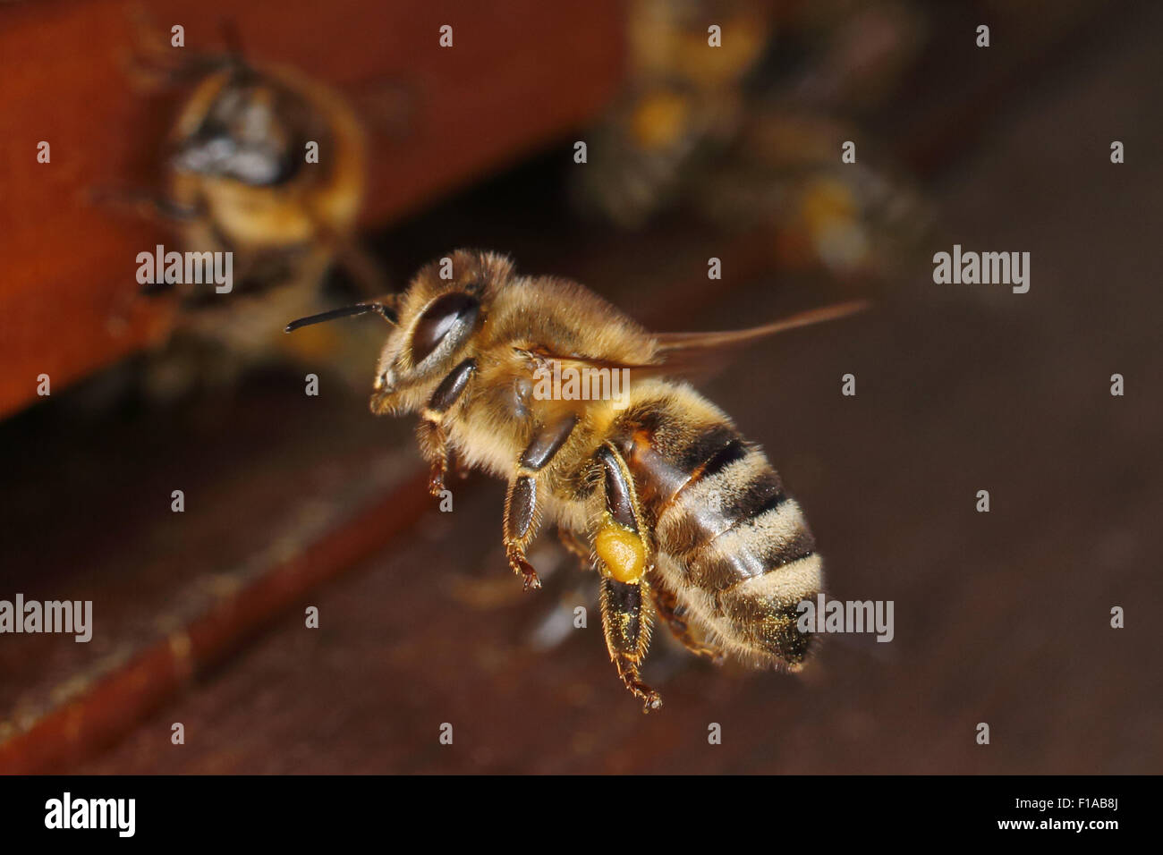 Berlin, Deutschland, Honigbiene mit Pollen am Bein nähert sich ihre Beute Stockfoto