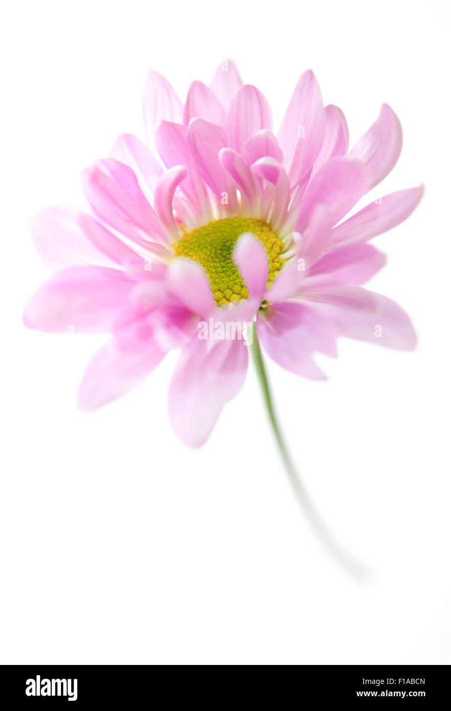 Daisy Flower rosa gelben Margeriten blühen Blume Blumen, Isolated on White Stockfoto