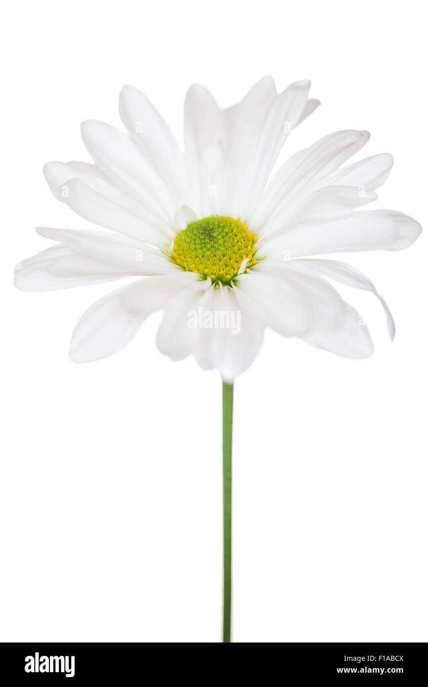Daisy Flower weiß gelben Margeriten Blossom Floral Blumen isoliert Stockfoto