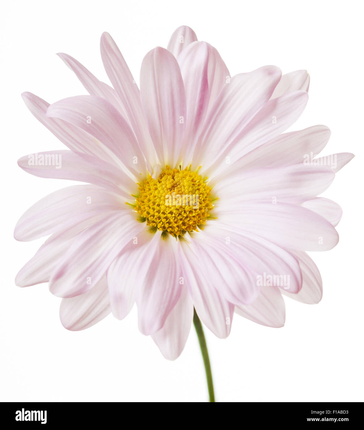Daisy Flower weiß gelben Margeriten Blossom Floral Blumen isoliert Stockfoto