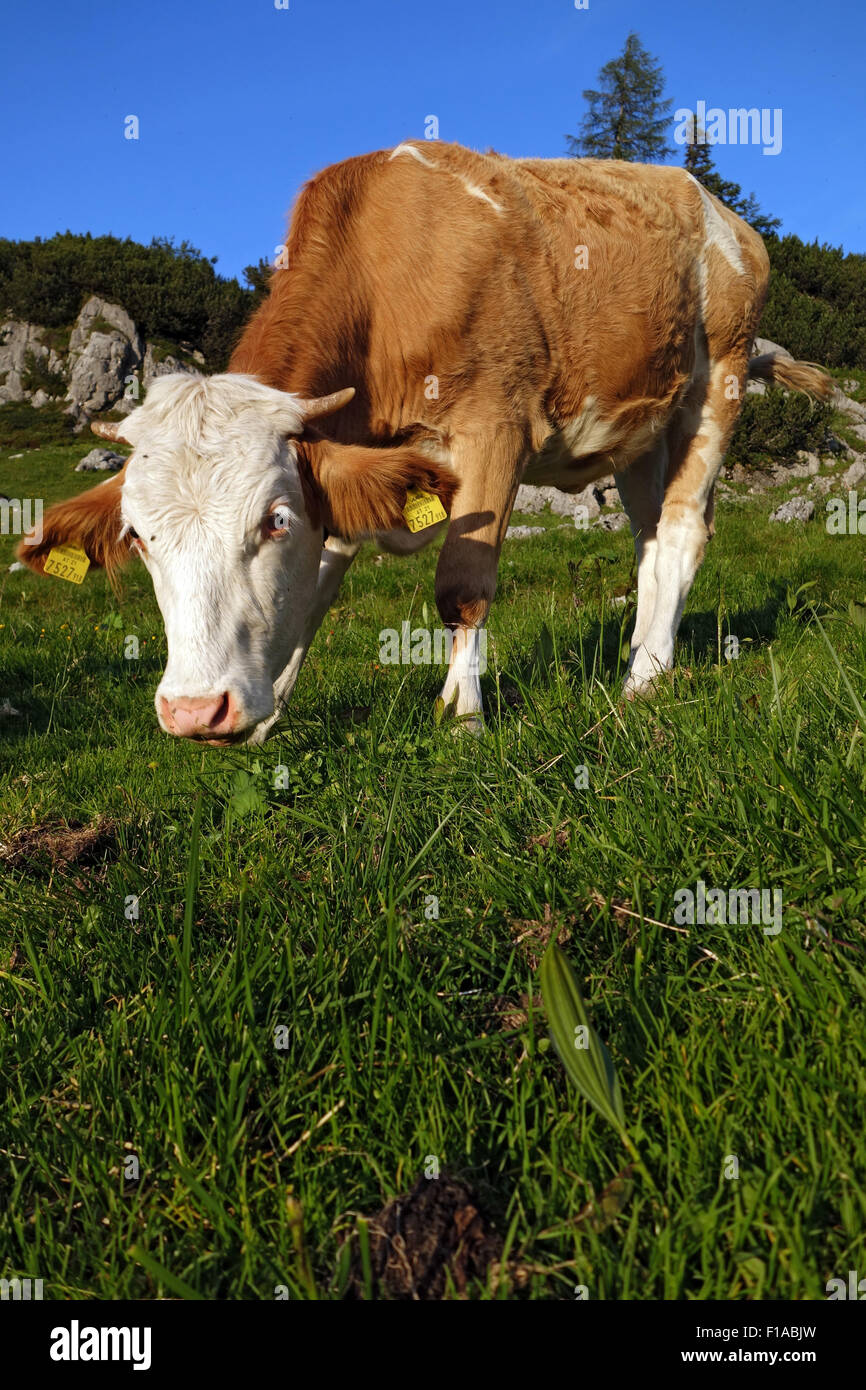 Obertraun, Österreich, weidet Kuh auf einer Weide Stockfoto