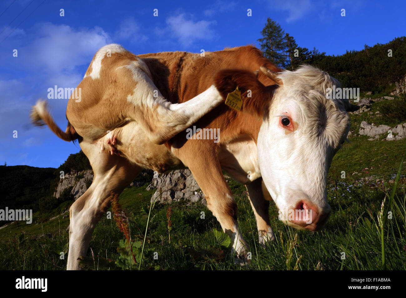 Obertraun, Österreich, Kuh auf einer Alm mit einem Hinterbein hinter dem Ohr kratzen Stockfoto