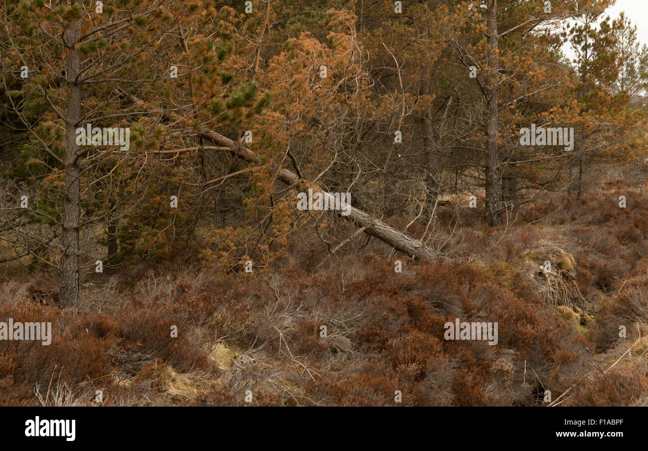 Gefallen Fichte am Plantation Rand, Highland, Schottland, UK, Stockfoto