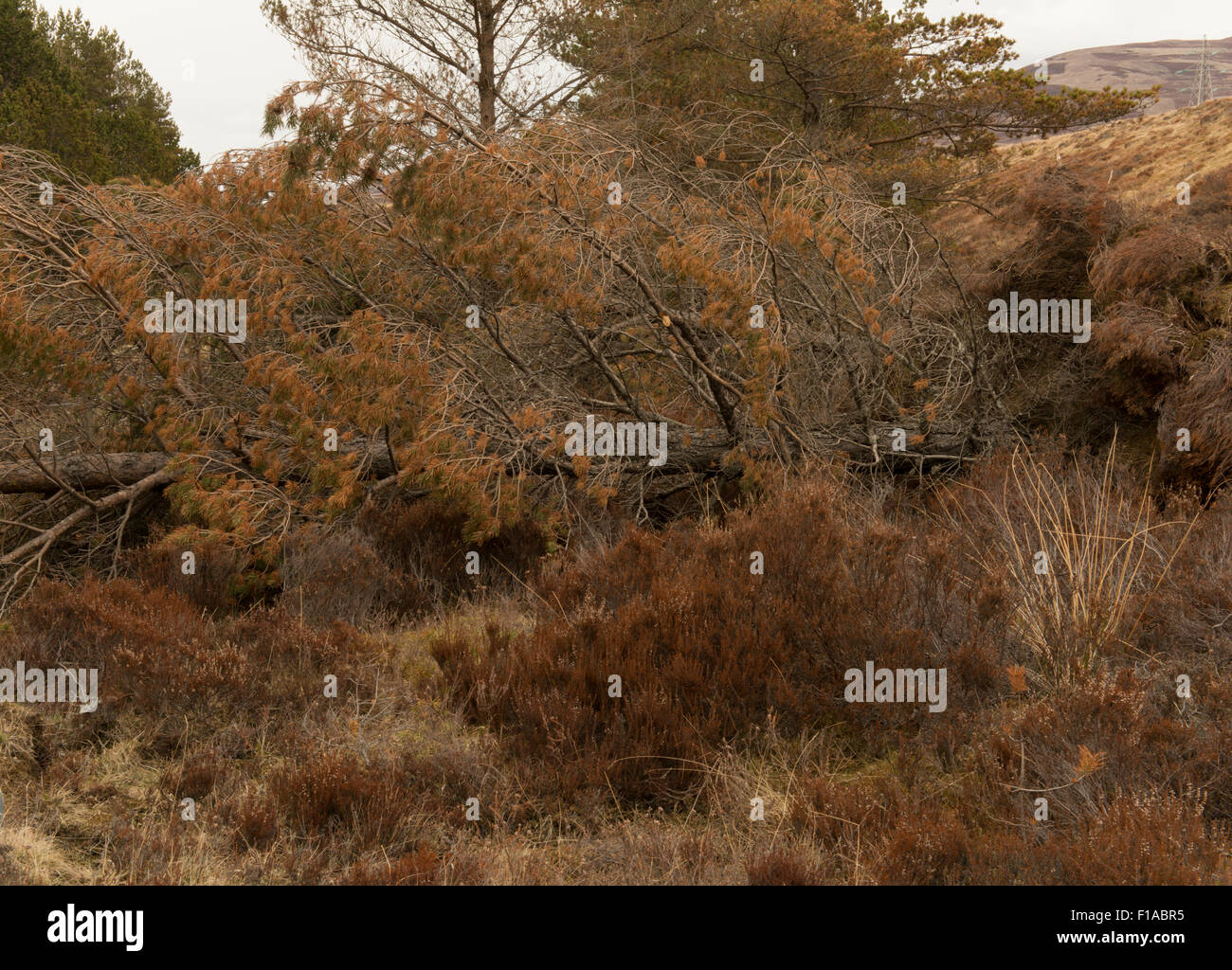 Umgedrehten Fichte in Heide am Rand der Nadelbaum Plantage, Highland, Schottland, Vereinigtes Königreich, Stockfoto