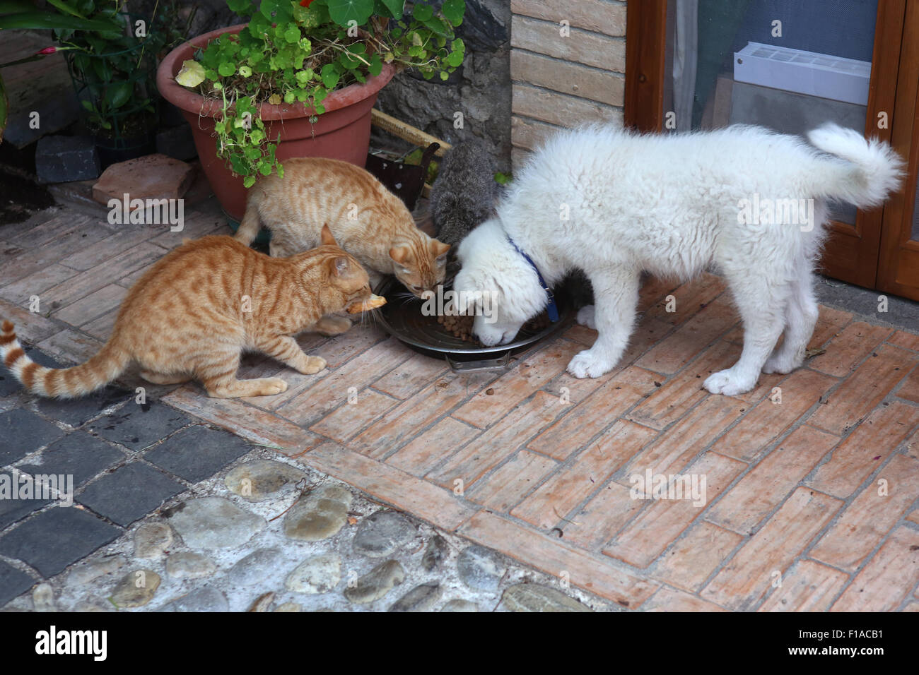 Italien, Torre Alfina, Hund und Katze essen aus einer Schüssel Stockfoto